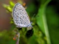 ÃÂ the pale grass blue, is a small butterfly found in South Asia that belongs to the lycaenids or blues family in indian village